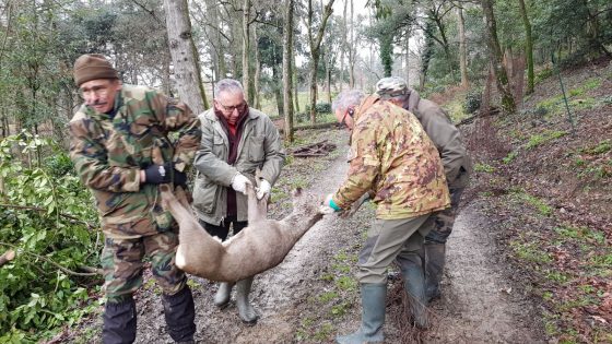 23 caprioli catturati a Pratolino e rilasciati in Appennino