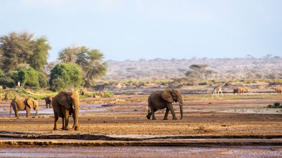 Unifi e Kenya uniti contro il cambiamento climatico