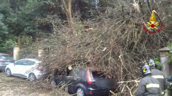 Firenze: cade albero a in viale Machiavelli, danneggiate 2 auto su viale
