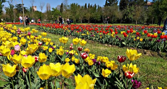 Sbocciano a Scandicci 200.000 tulipani di 70 varietà