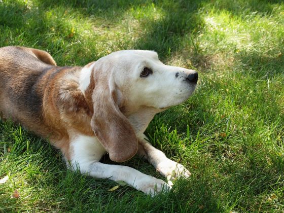 “Questa è una vecchia amicizia”: al via la campagna di adozioni di cani adulti