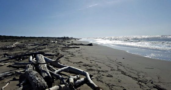 Escherichia coli, divieto balneazione spiaggia della Trappola