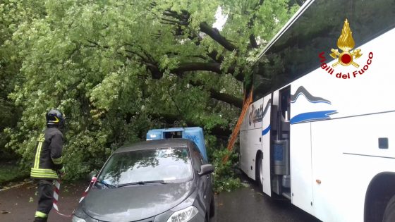 Albero caduto su turisti: 14 feriti, riaperto viale