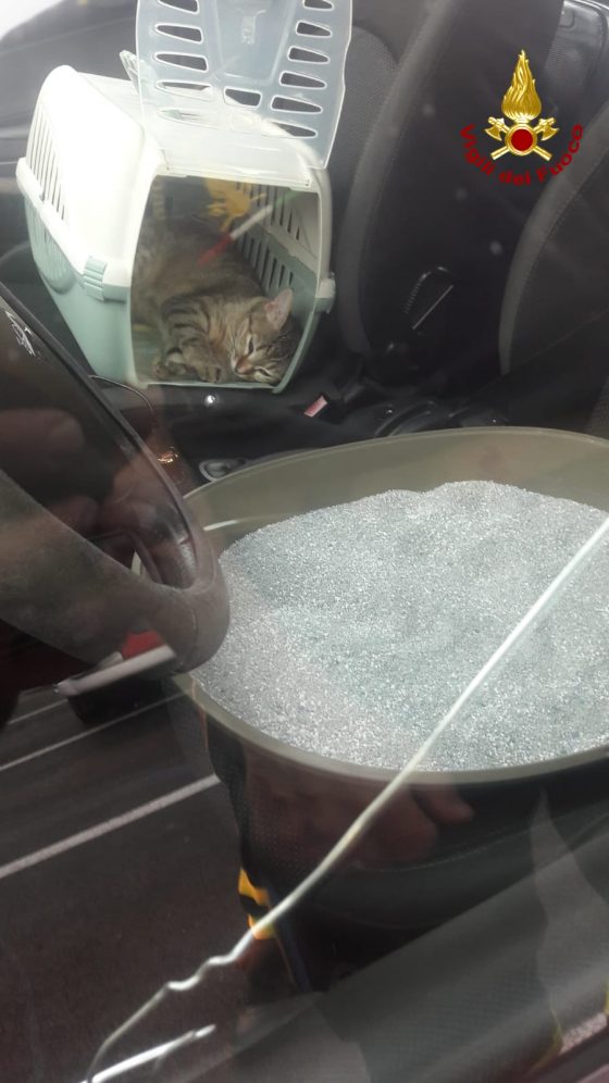 Gatto aziona chiusura centralizzata, proprietari rimangono fuori dall’auto