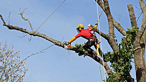 23 alberi ‘pericolosi’ da sostituire nel Q5