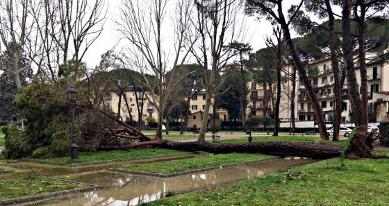 Grosso pino cade in giardino orticoltura
