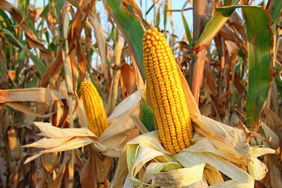 Toscana:  piccioni e colombacci fanno ‘strage ‘ di mais, ceci e girasole, -40%