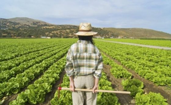 Fondi europei, agli agricoltori 116 milioni di euro di anticipi domande 2020