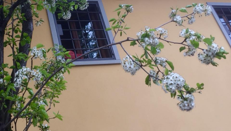 Alberi in viale Corsica: Amici della Terra, “Belli e profumati”