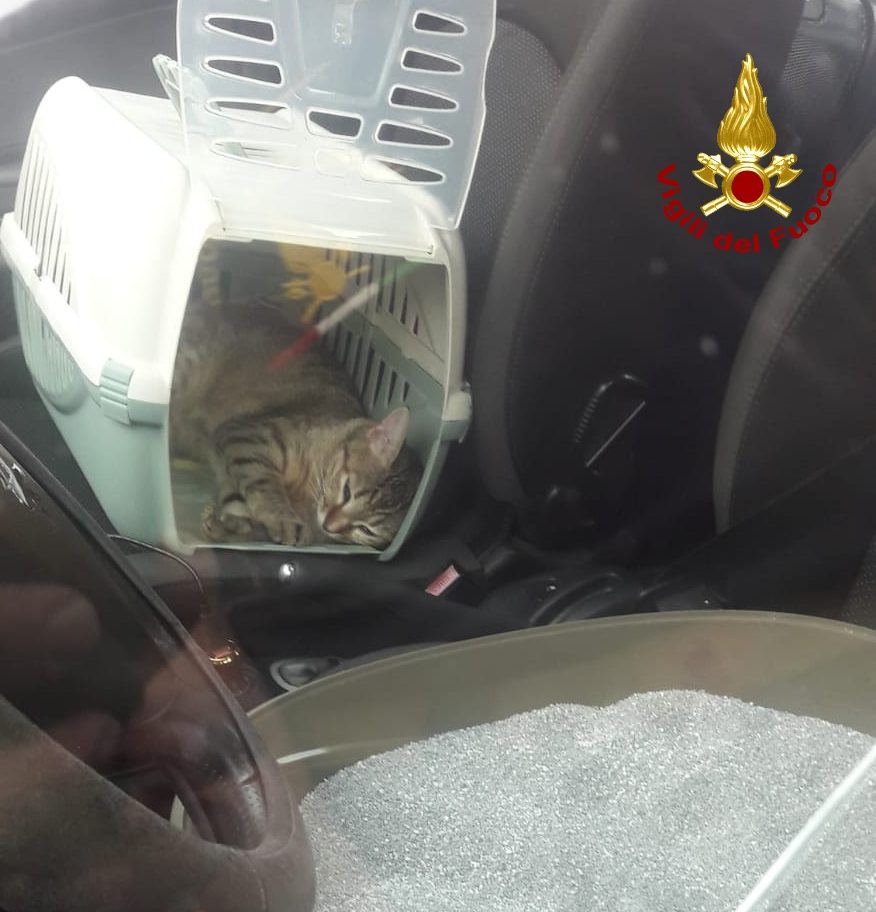 Gatto aziona chiusura centralizzata, proprietari rimangono fuori dall’auto