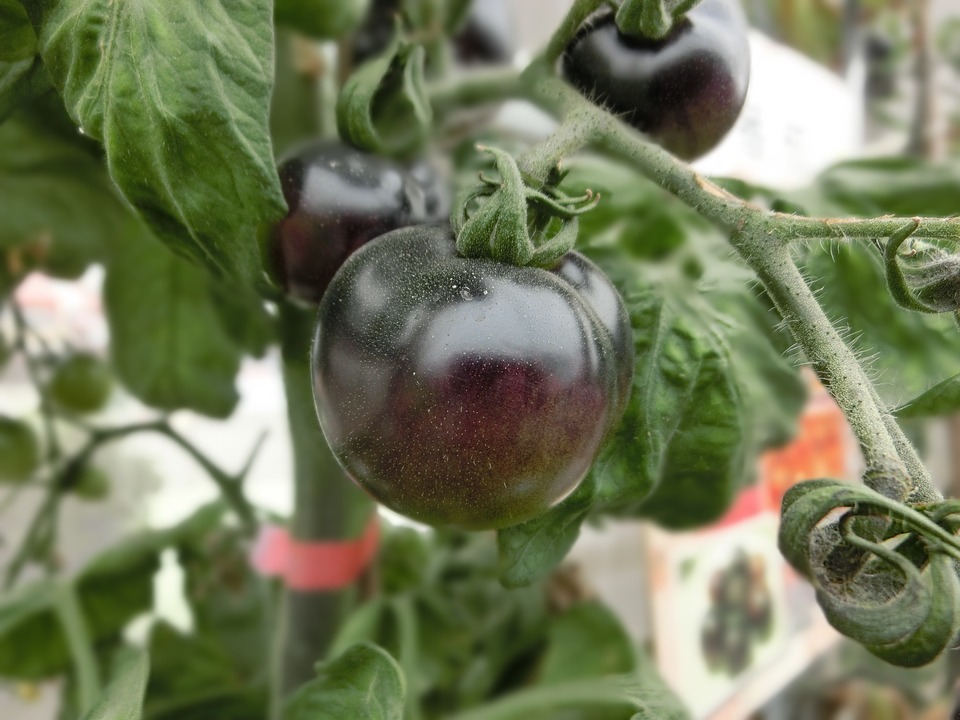 pomodoro
