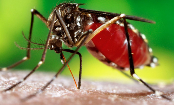 dengue