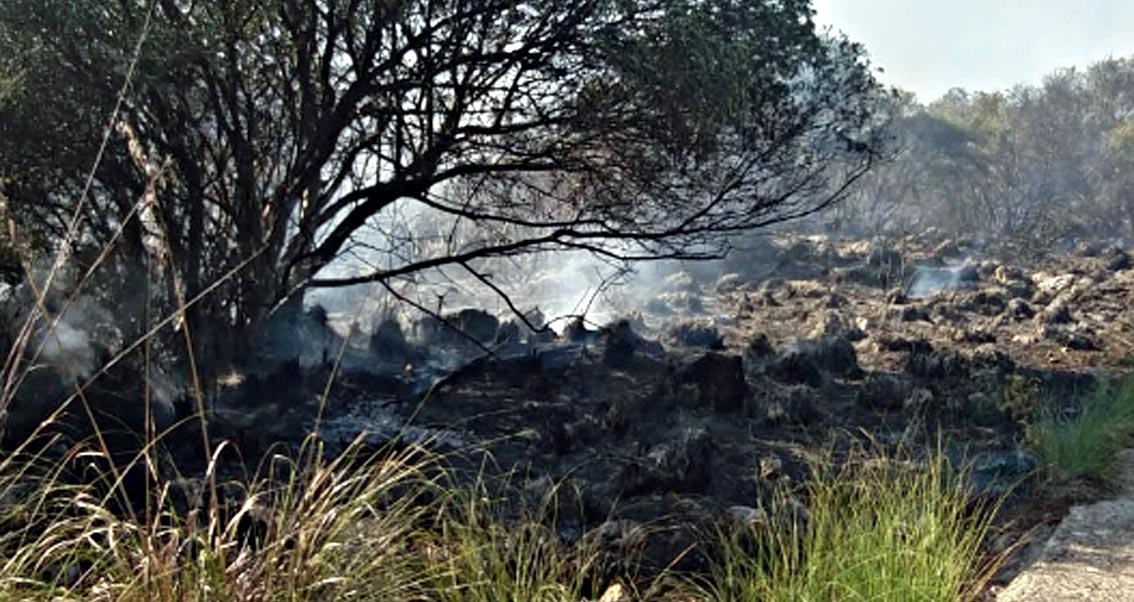 Bruciati 10 ettari di boschi ad Ansedonia