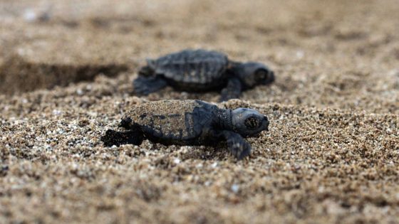Caretta caretta nidifica di fronte a dove affondò Concordia