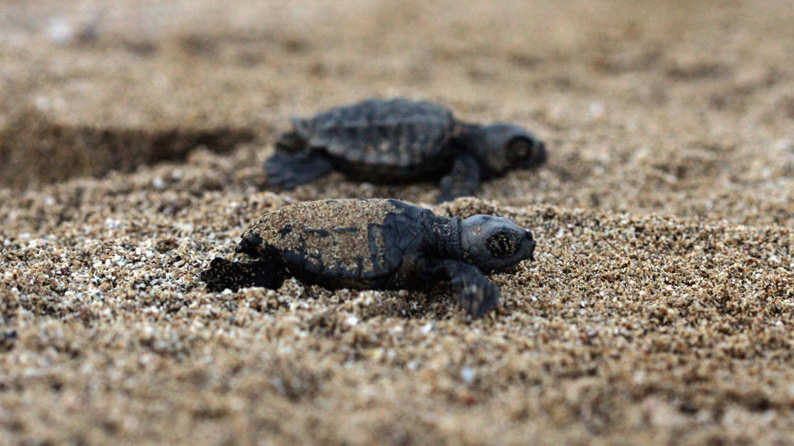 Le tartarughe Caretta nidificano per la seconda volta in Toscana