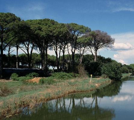 Pisa: Parco San Rossore aderisce al Santuario dei cetacei