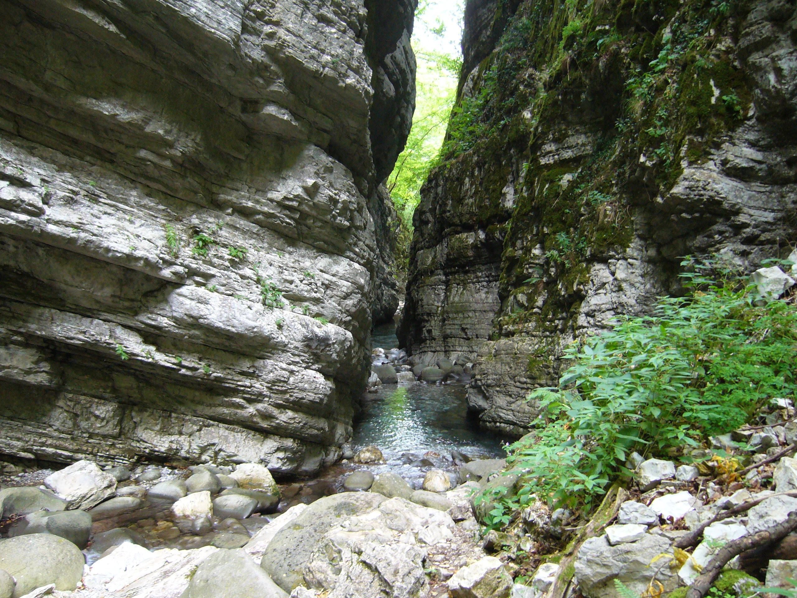 botri