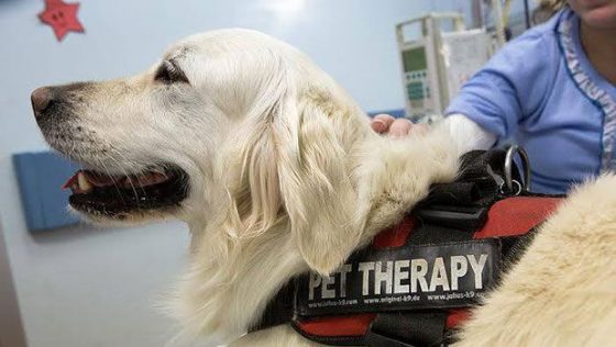 Arezzo: pet therapy per operatori Hospice