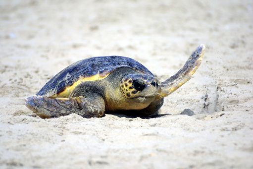 tartaruga caretta caretta