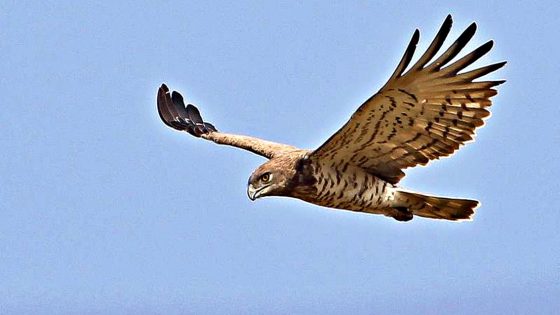 Caccia, ucciso esemplare di Biancone, specie protetta