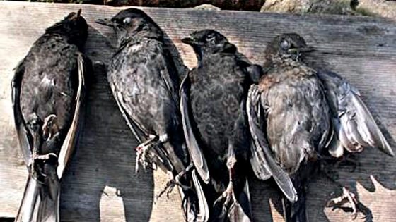 Oggi apertura caccia, WWF: “Guerra contro la fauna”
