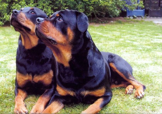 Passeggia in strada, due rottweiler sbranano il suo cane