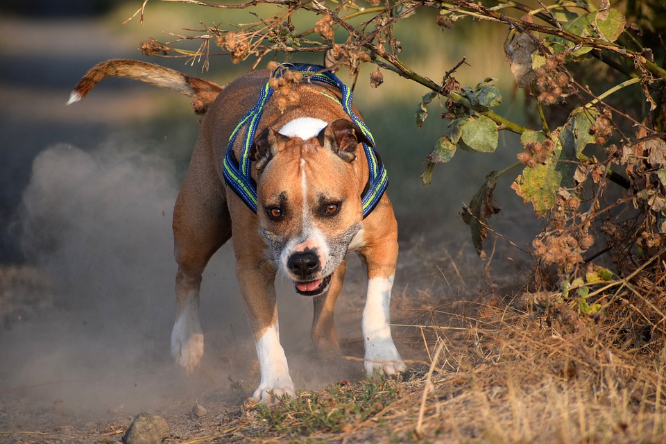 amstaff