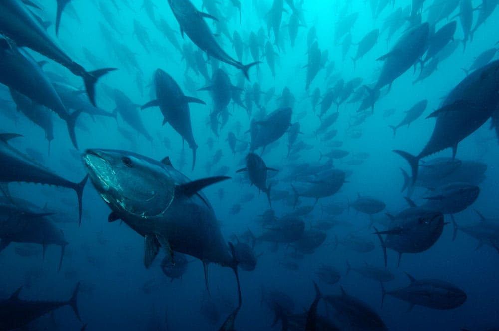 WWF: Scoperto commercio illegale di tonno rosso per 12mln l’anno