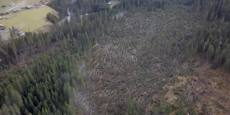 ‘Ecatombe’ foreste Belluno, Chirici: alberi vittime di fenomeni estremi, ma anche di ‘programmazioni’ errate