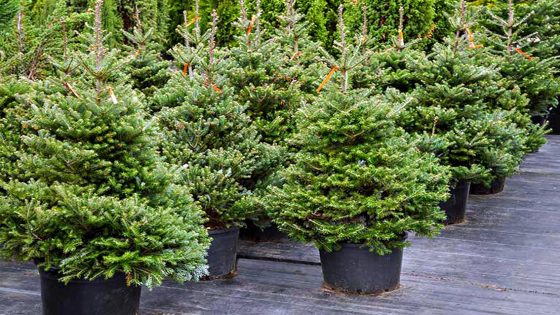Baby-tree sitting per il tuo Albero di Natale