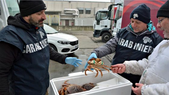 Sequestrati 610 Kg di granchi in furgone a targa olandese