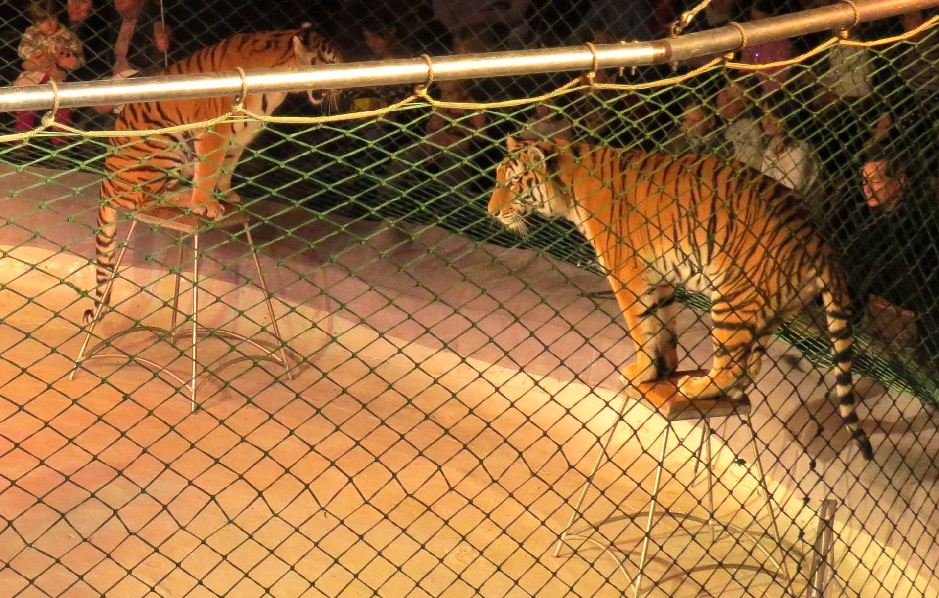 Toscana, il Tar dice No agli animali nei circhi