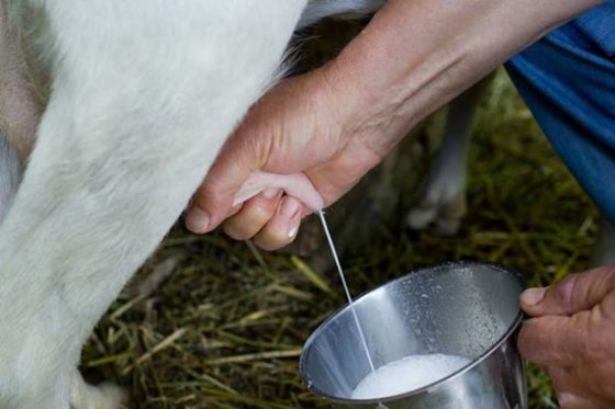Prezzo Latte: manifestazione a Grosseto in solidarietà con pastori Sardi