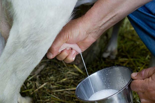 latte toscana agricoltura donna