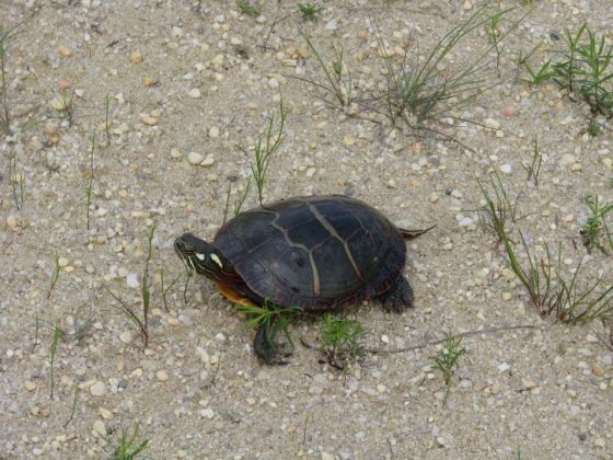 Grosseto, giocano a calcio con una tartaruga