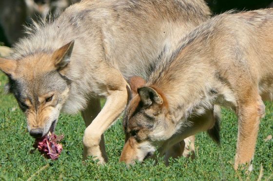 Maremma, “aggredito da 2 lupi” ma è tutto falso