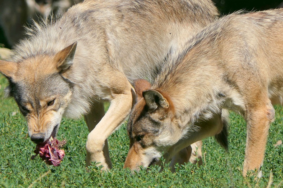 lupi maremma