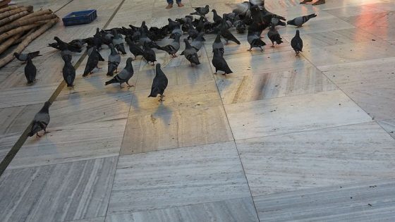 Forte dei Marmi: piccioni diminuiti del 15% con mangime speciale