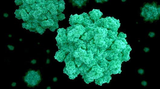 norovirus