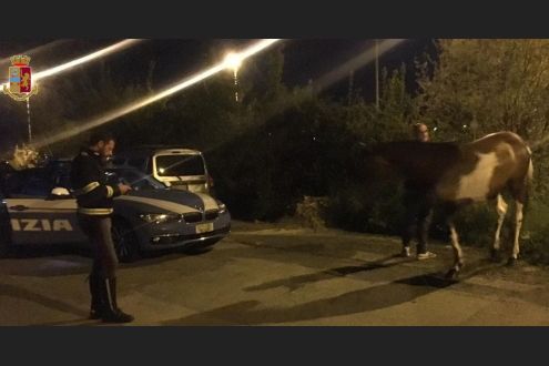 cavallo