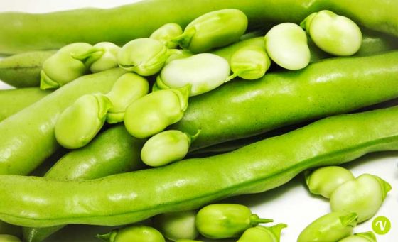 Stop a colture baccelli per salvare bimbo allergico a Sesto Fiorentino