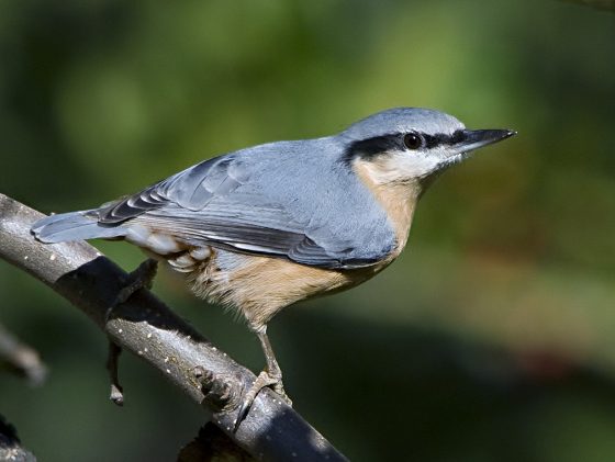 Padule di Fucecchio, ancora un doppio appuntamento con la natura