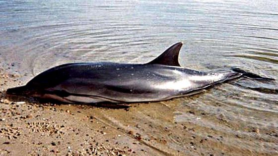 Toscana: da inizio anno 28 delfini spiaggiati, 11 in un mese