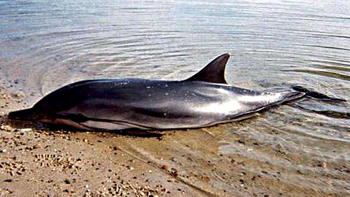 Delfini spiaggiati, esito analisi dimostra presenza di Morbillivirus CeMV