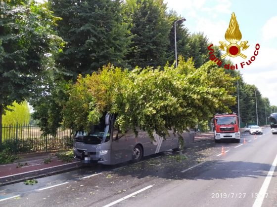Albero cade su pullman a Firenze, nessun ferito