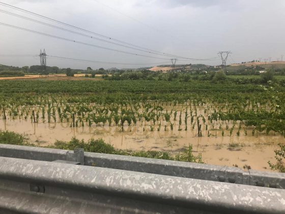 Maltempo in Valdelsa, a rischio vendemmia, raccolta di olive e cipolle