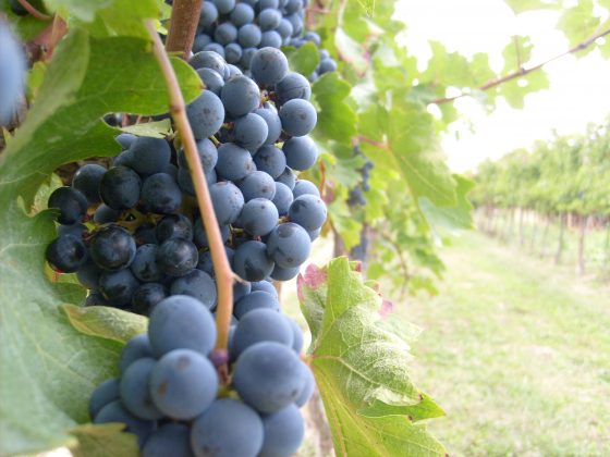 Vendemmia 2019: produzione giù nell’empolese. Cresce Vernaccia San Gimignano