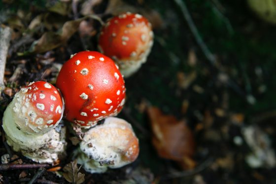 Funghi, Arezzo: primi sei intossicati, aprono sportelli micologici