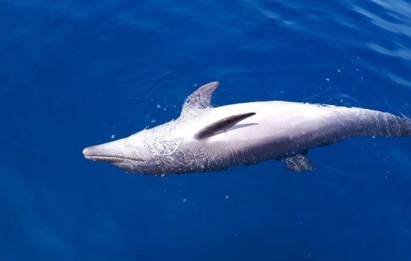 delfino morto acqua