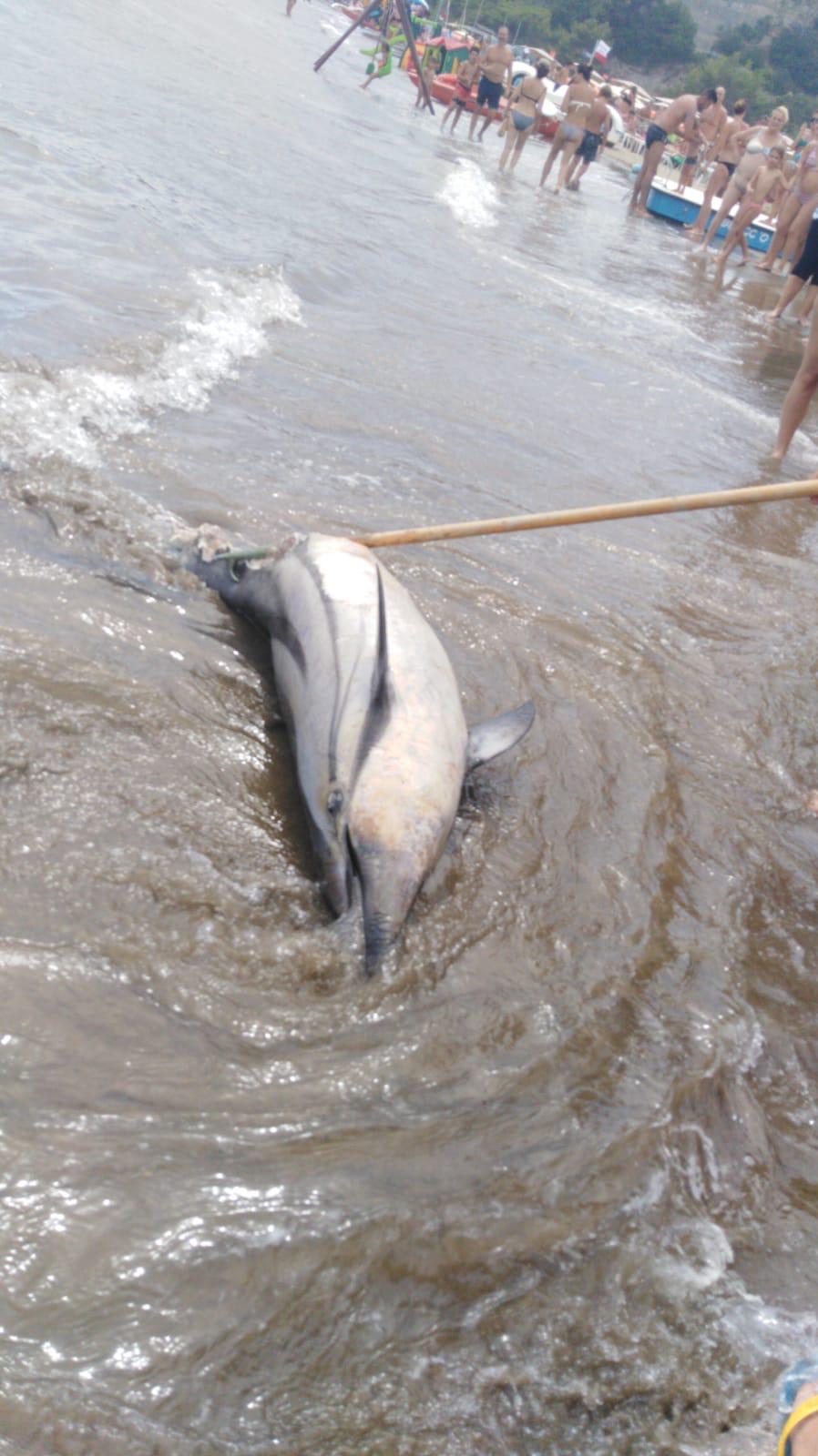 Esemplare di delfino morto trovato in Toscana, è il 36/o da inizio anno